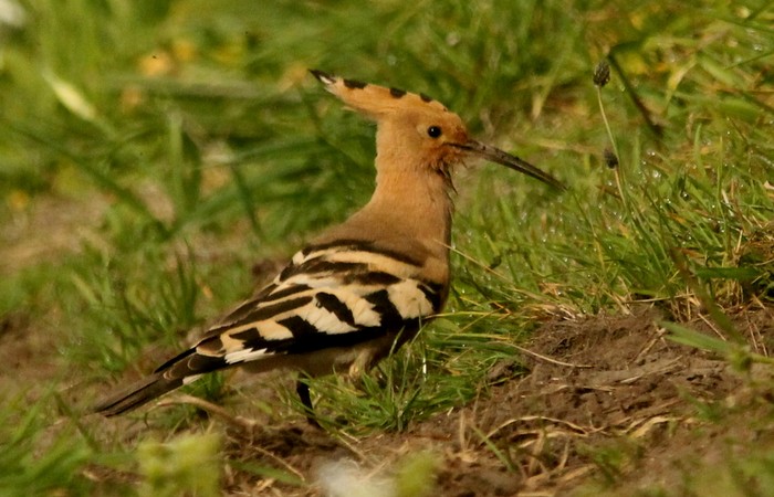 Hoopoe