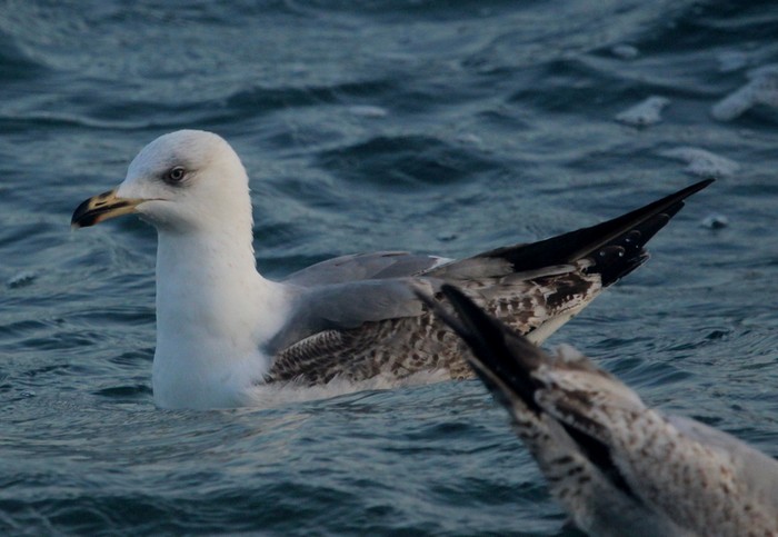 Yellow-legged Gull