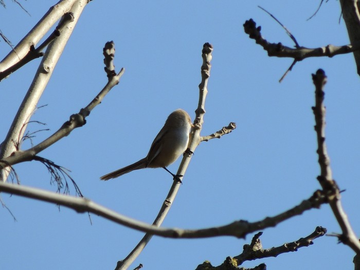 Bearded Tit