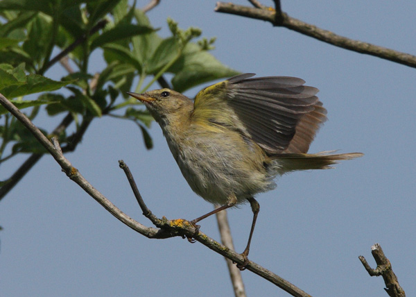 Iberian Chiffchaff