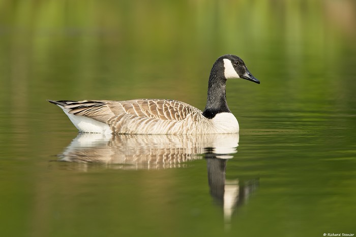 Canada Goose