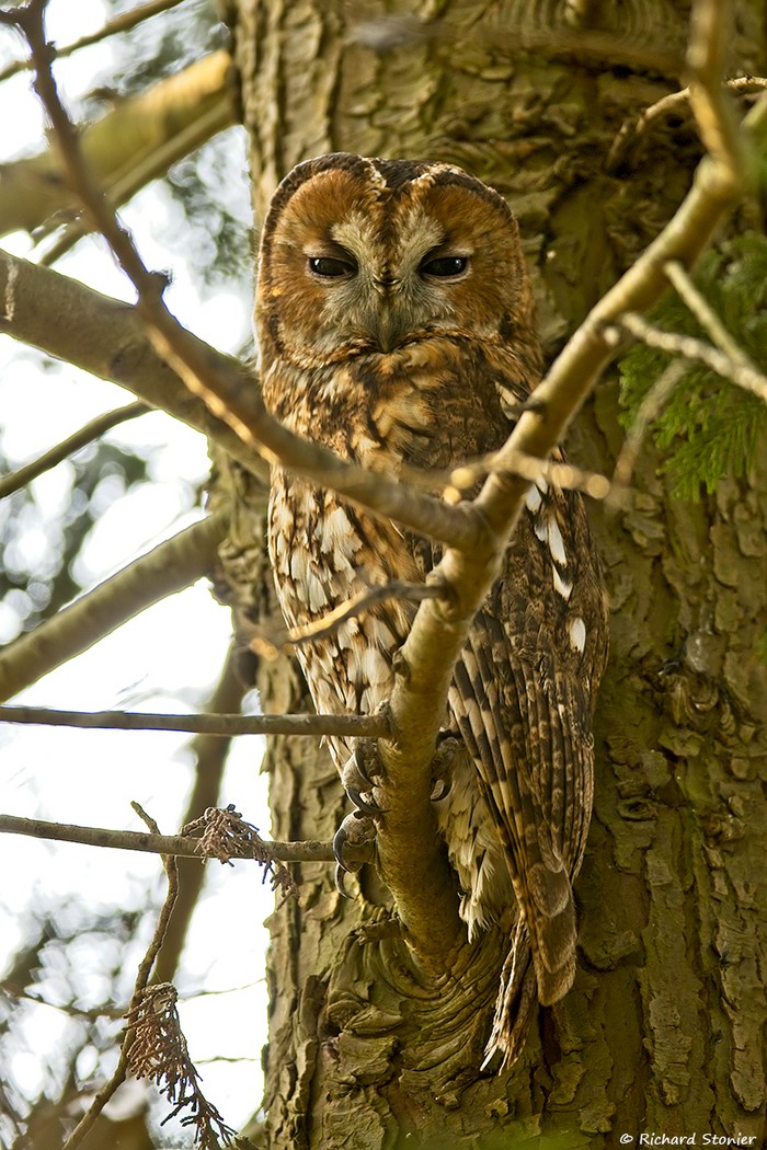 Tawny Owl