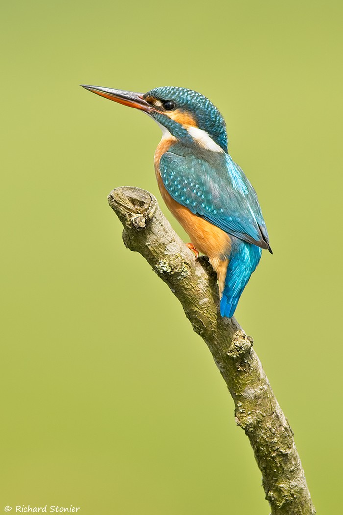 Kingfisher