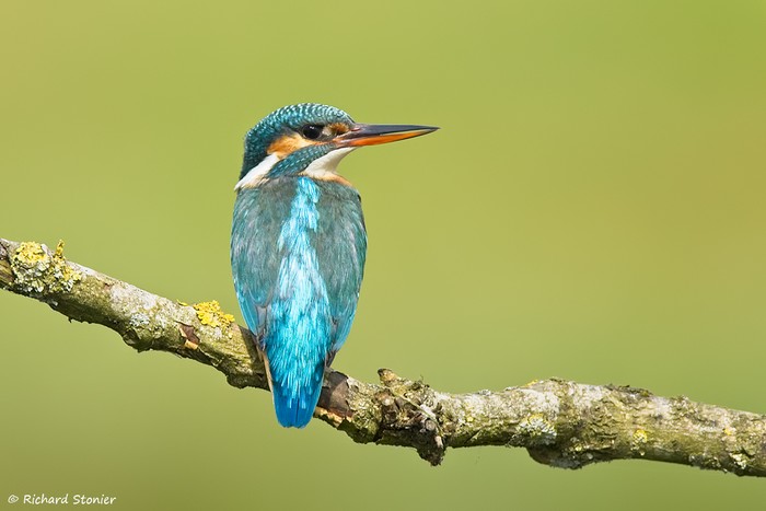 Kingfisher