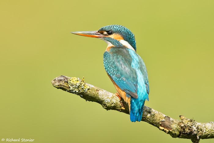 Kingfisher