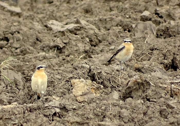Wheatear