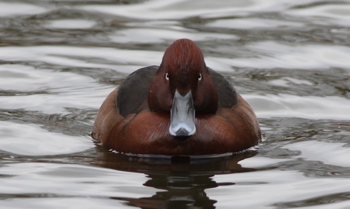 Ferruginous Duck