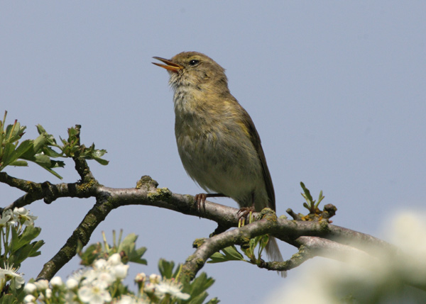 Iberian Chiffchaff