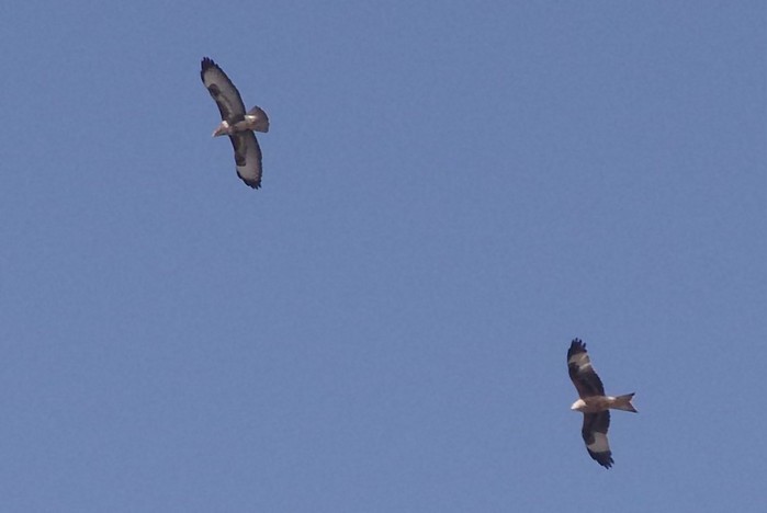 Red Kite