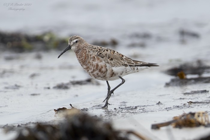 Curlew Sandpiper