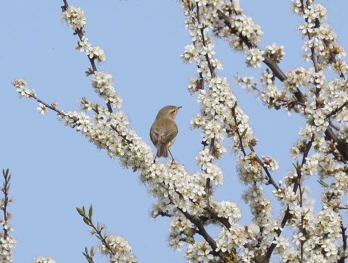 Chiffchaff
