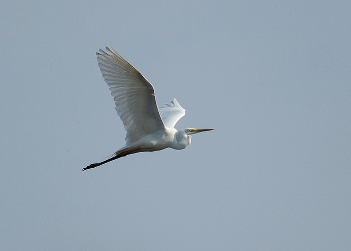 Great White Egret
