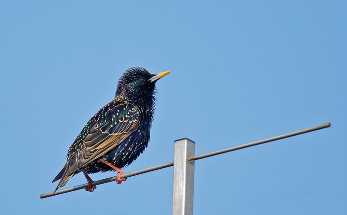 Starling