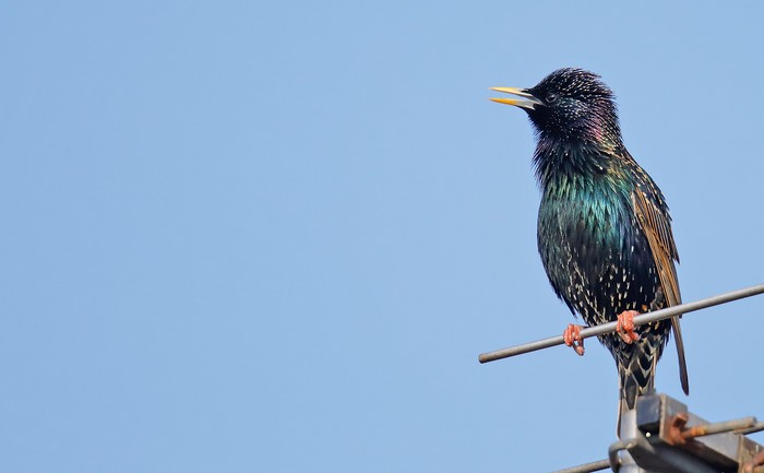Starling