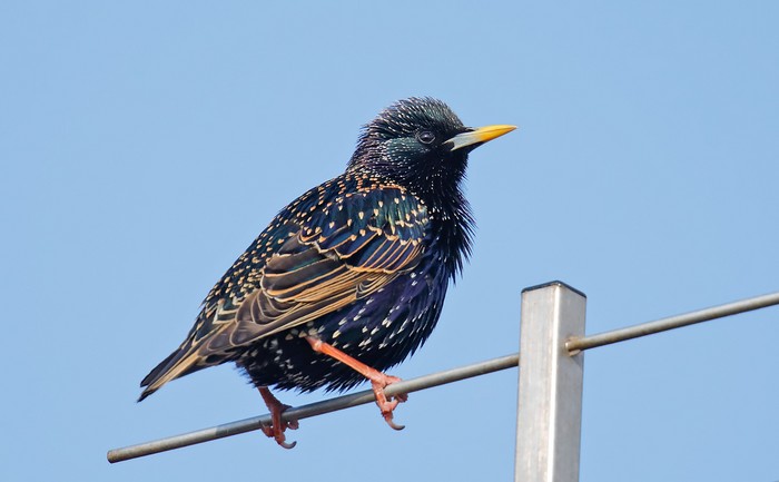 Starling