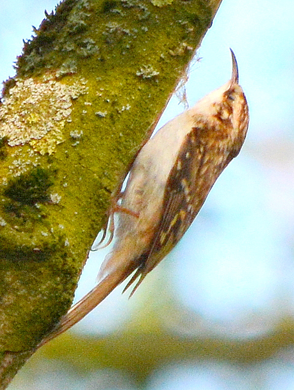 Treecreeper