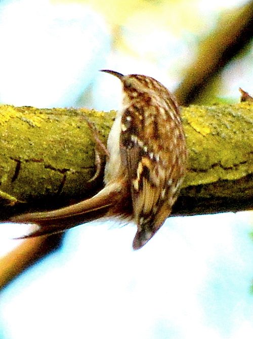 Treecreeper