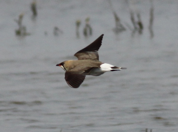 Oriental Pratincole