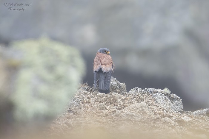 Lesser Kestrel