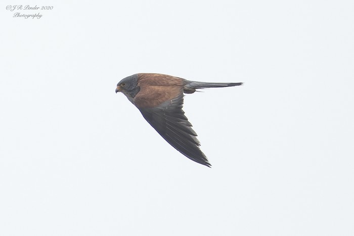 Lesser Kestrel