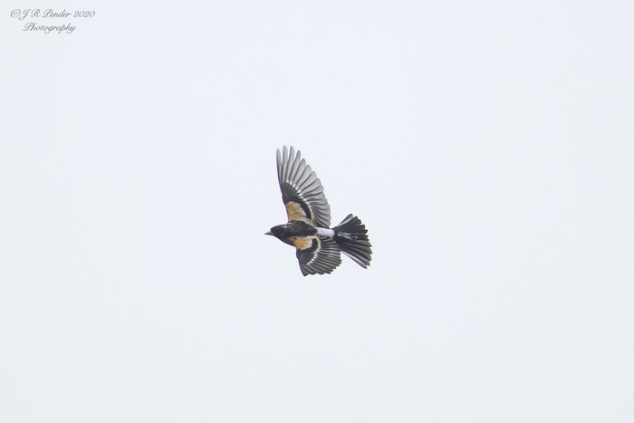 Brambling