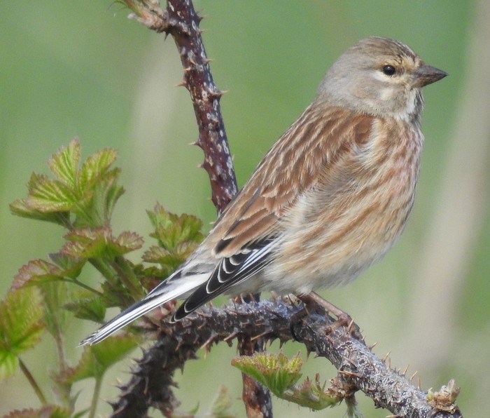 linnet
