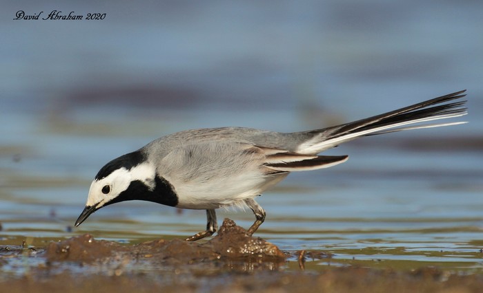 White Wagtail 