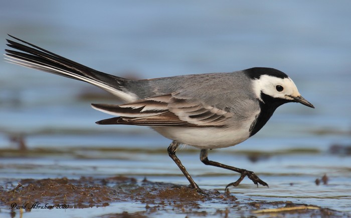 White Wagtail 