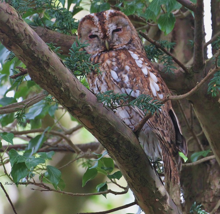 Tawny Owl