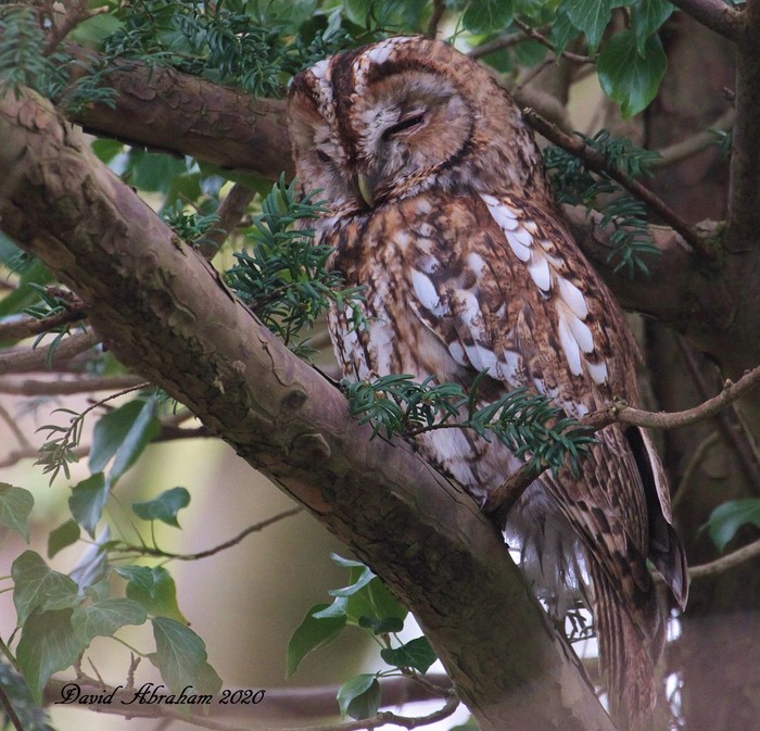 Tawny Owl
