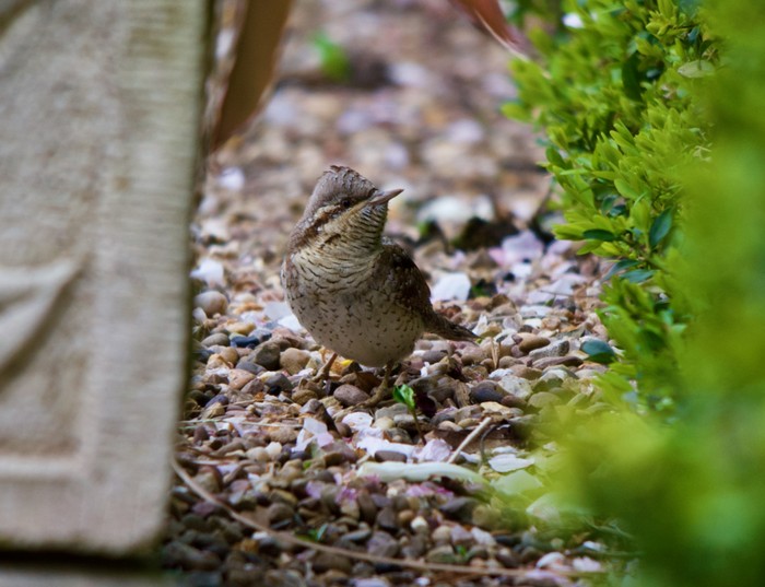 Wryneck