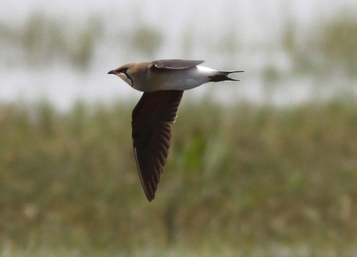 Oriental Pratincole
