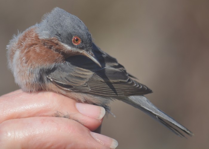 Eastern Subalpine Warbler