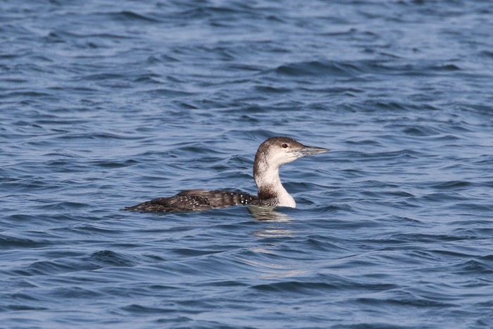Great Northern Diver
