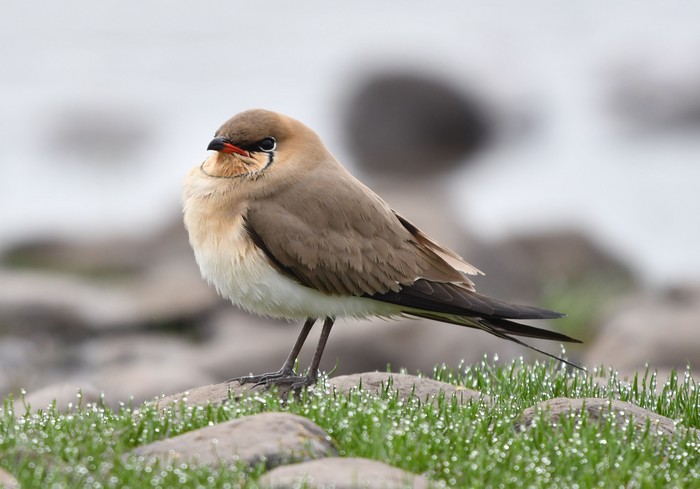 Collared Pratincole