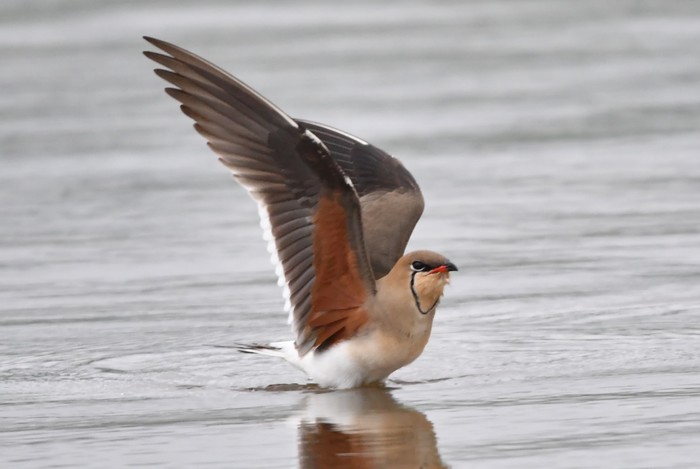 Collared Pratincole