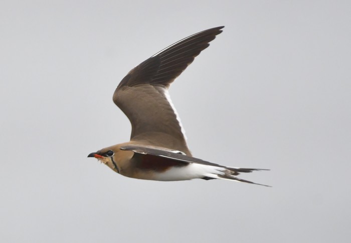 Collared Pratincole
