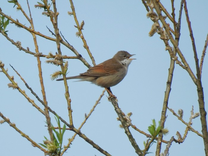 Whitethroat