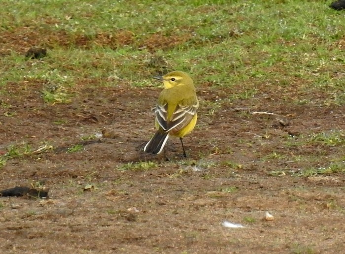 Yellow Wagtail