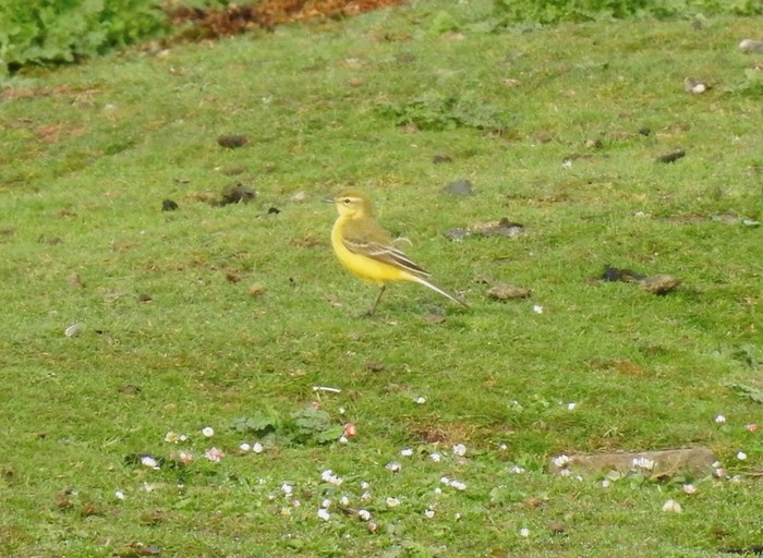 Yellow Wagtail
