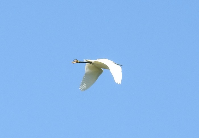 Little Egret
