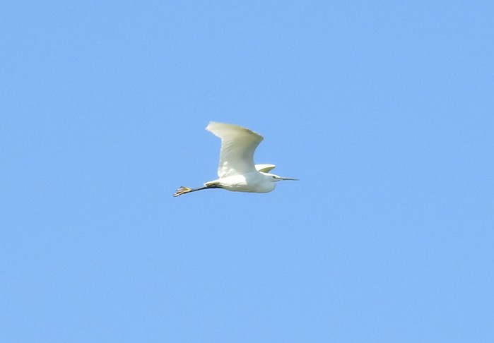 Little Egret