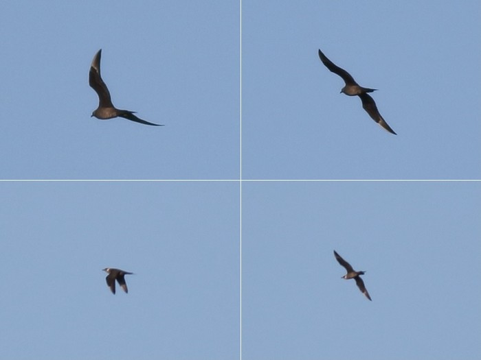 Arctic Skua