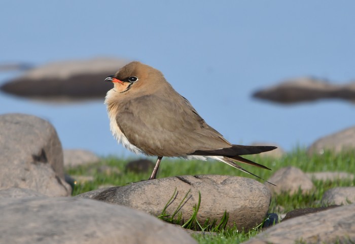 Collared Pratincole