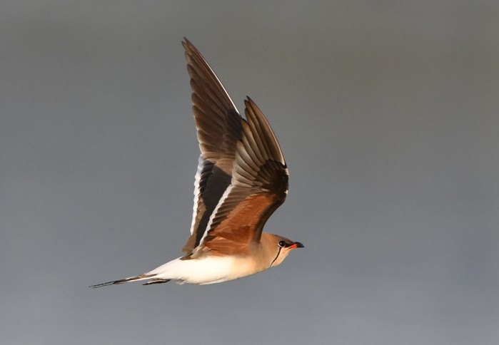 Collared Pratincole