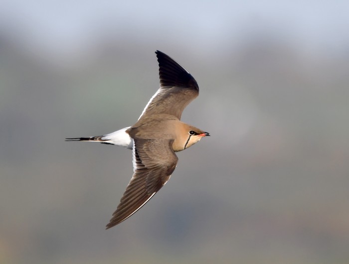 Collared Pratincole