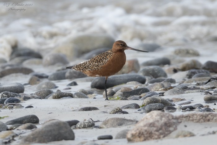 Bar-tailed Godwit