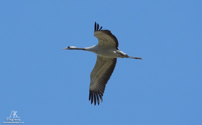 Common Crane
