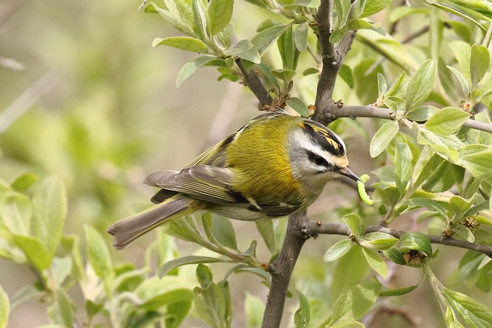Firecrest