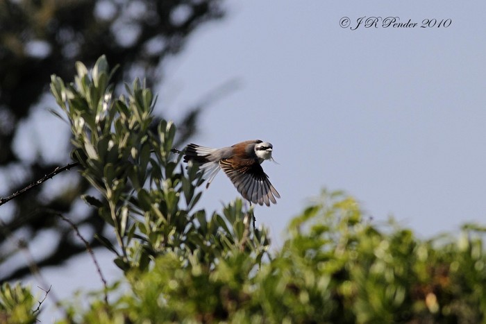 Red-backed Shrike